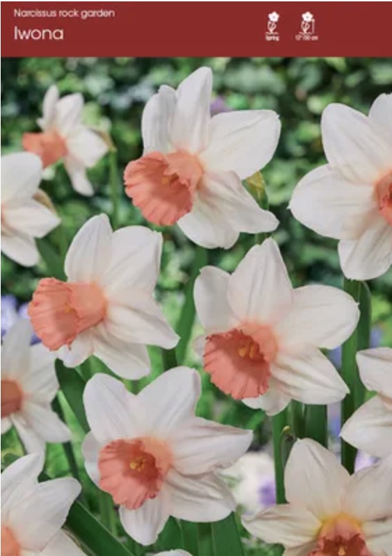 Narcissus Iwona 5 Pack