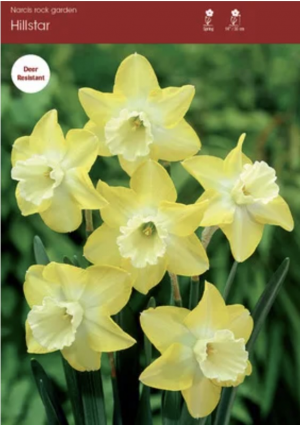 Hillstar Narcissus 5 Pack