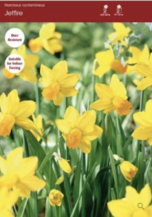 Jetfire Narcissus Bulbs 5 Pack