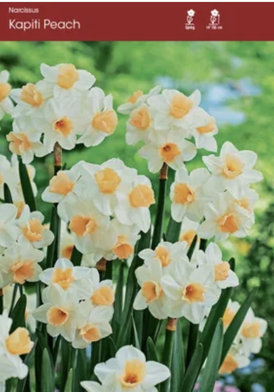 Kapiti Peach Narcissus Bulbs 5 Pack