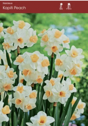 Kapiti Peach Narcissus Bulbs 5 Pack
