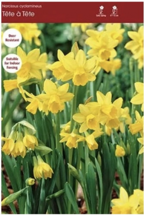 T&ecirc;te-&agrave;-T&ecirc;te Narcissus Bulbs 5 Pack