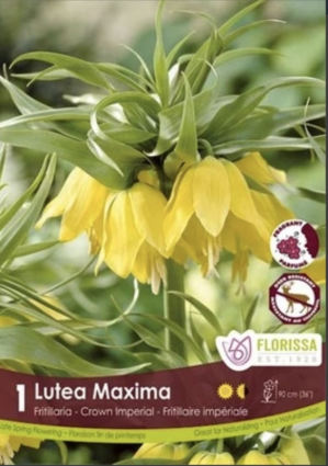 Fritillaria Lutea 1 Pack