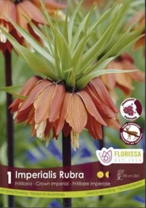 Rubra Fritillaria 1 Pack