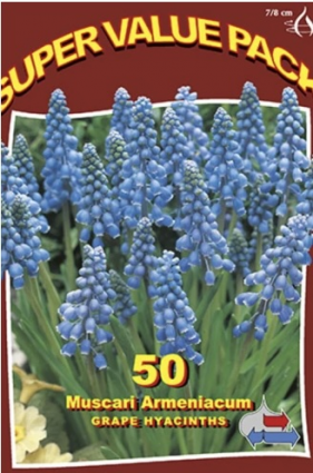 Hyacinth Grape Bulbs&nbsp;50 Super Value Pack