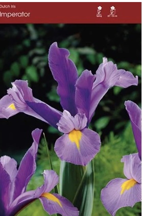 Bearded Iris Bulb