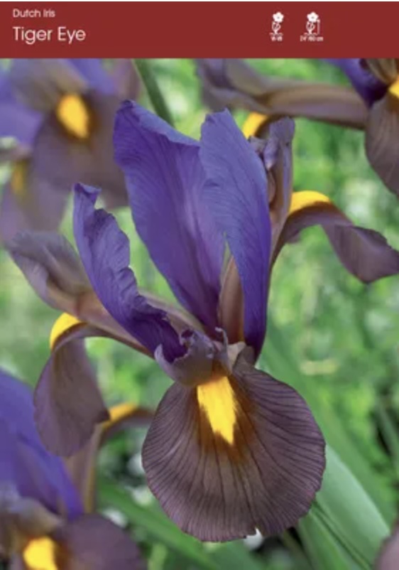 Dutch Iris Eye of Tiger Bulbs 10 Pack
