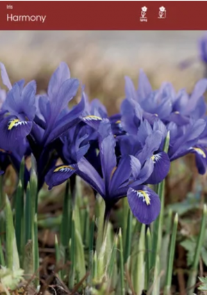 Dutch Iris Harmony Bulbs&nbsp;&nbsp;10 Pack