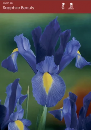 Dutch Iris Sapphire Beauty Bulbs 10 Pack