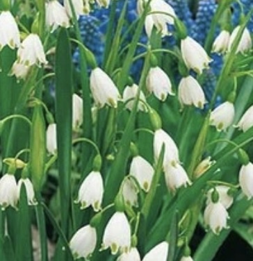 LEUCOJUM BULBS