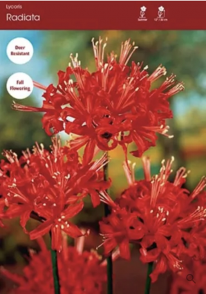 Red Radiata Lycoris 1 Pack
