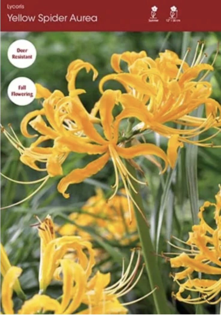 Aurea Lycoris 1 Pack