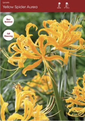 Aurea Lycoris 1 Pack