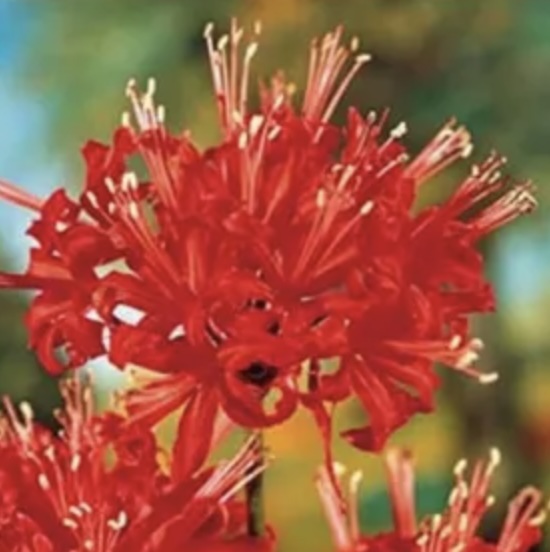 LYCORIS BULBS