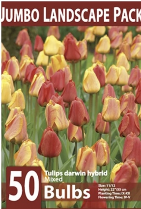 Darwin Hybrid Tulip Mix&nbsp;&nbsp;50 Bulbs