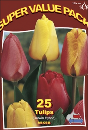 Darwin Hybrid Tulip Mix 25 Bulbs