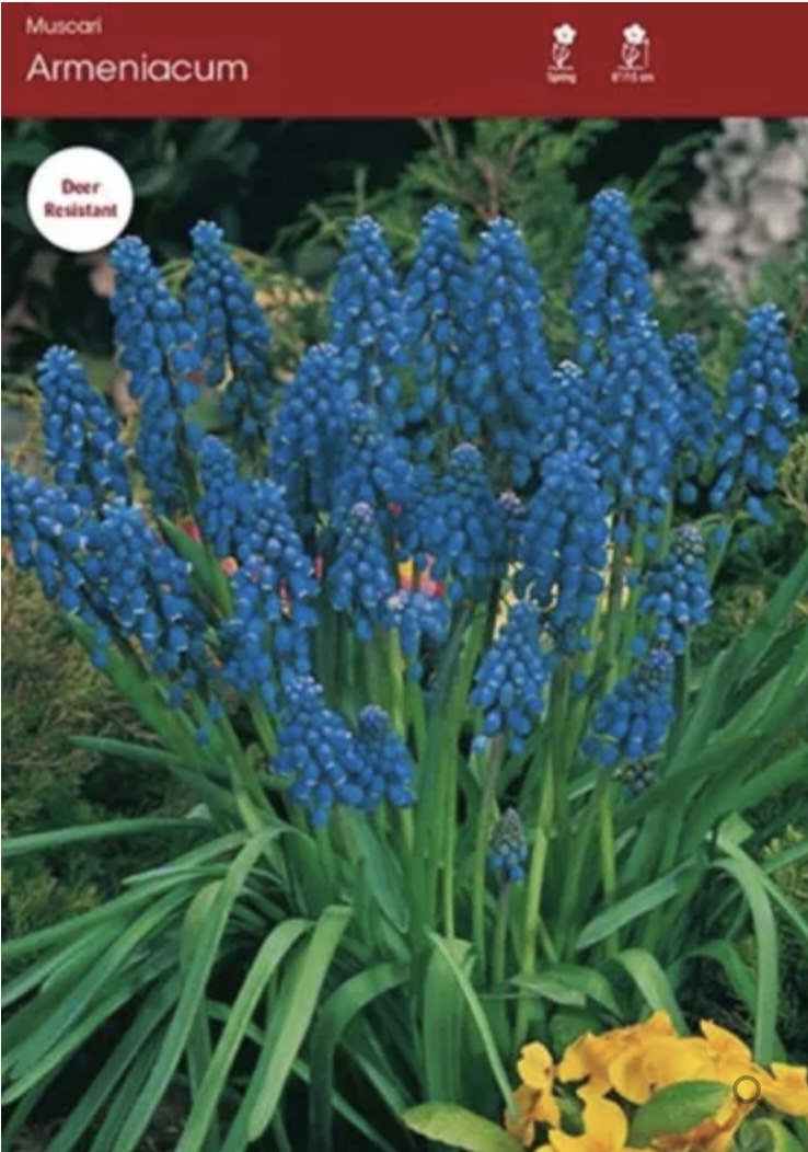 Armeniacum Muscari 10 Pack