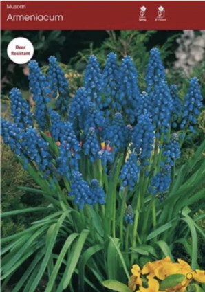 Armeniacum Muscari 10 Pack