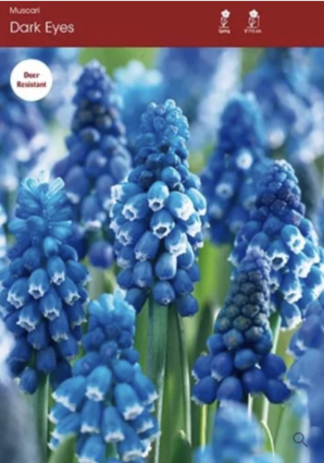 Dark Eyes Muscari Bulbs 10 Pack