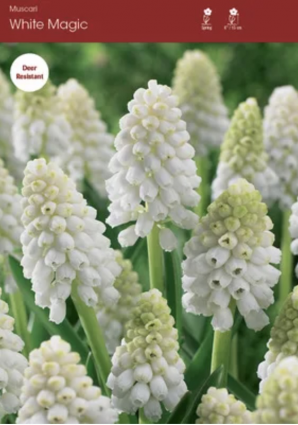 White Magic Muscari Bulbs 10 Pack