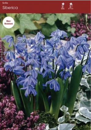 Scilla Siberica Bulbs 10 Pack