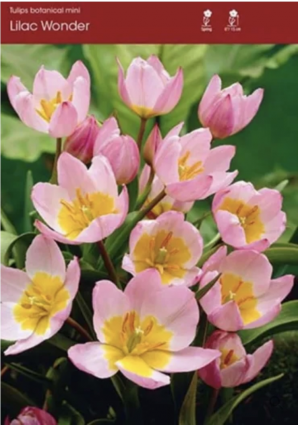 Lilac Wonder Miniature Tulip Bulbs 6 Pack