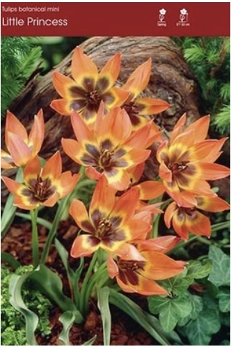 Little Princess Miniature Tulip Bulbs 6 Pack