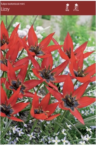 Lizzy Tulip Bulbs 6 Pack