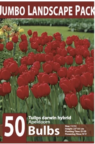 Apeldoorn Tulip Bulbs 50 Pack