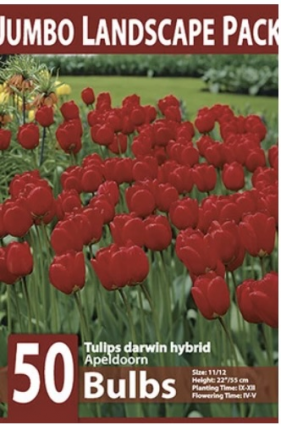 Apeldoorn Tulip Bulbs 50 Pack