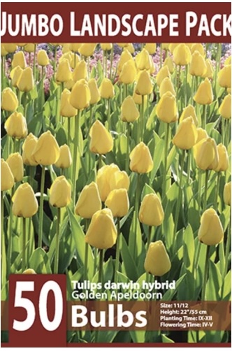Golden Apeldoorn Tulip Bulbs 50 Pack