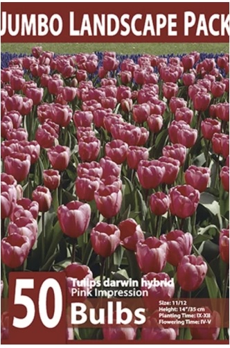 Pink Impression Tulip Bulbs 50 Pack