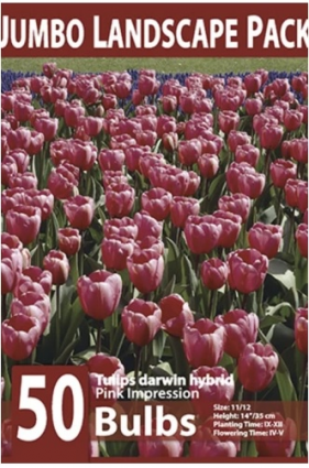 Pink Impression Tulip Bulbs 50 Pack
