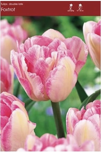 Foxtrot Tulip Bulbs 25 Pack 