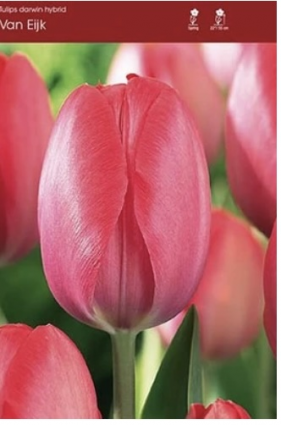 Van Eijk Tulip Bulbs 25 Pack