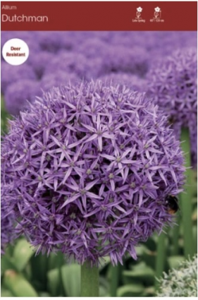 Dutchman Allium 1 Pack