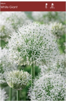 Giant White Allium&nbsp;&nbsp;1 Pack