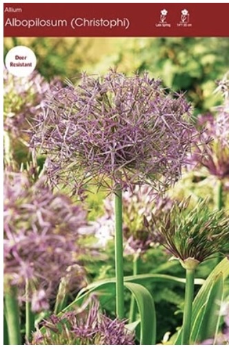 Christophii Allium (Albopilosum) 5 Pack
