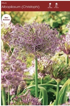Christophii Allium (Albopilosum) 5 Pack