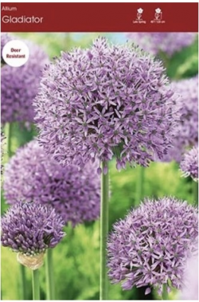 Gladiator Allium 1 Pack