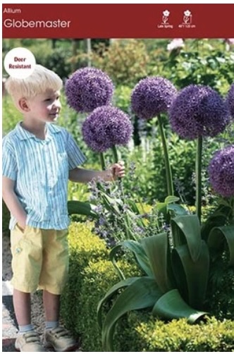 Globemaster Allium 1 Pack