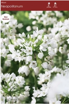 Neapolitanum Allium 20 Pack