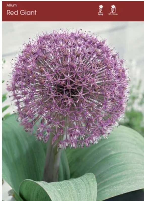 Red Giant Allium 3 Pack