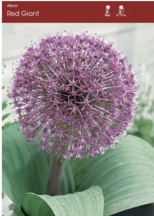 Red Giant Allium 3 Pack