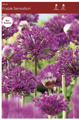 Purple Sensation Allium 5 Pack
