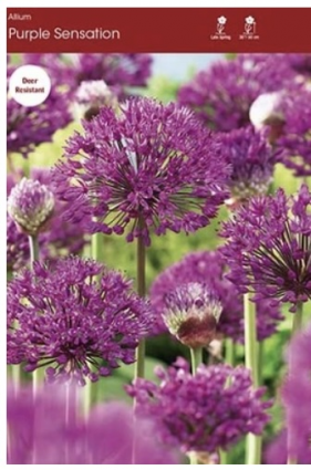 Purple Sensation Allium 5 Pack