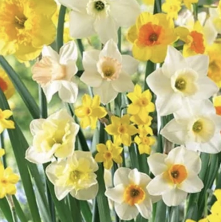DAFFODIL &amp; NARCISSUS BULBS