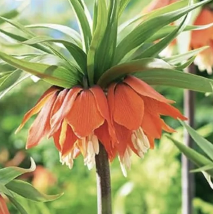 FRITILLARIA BULBS