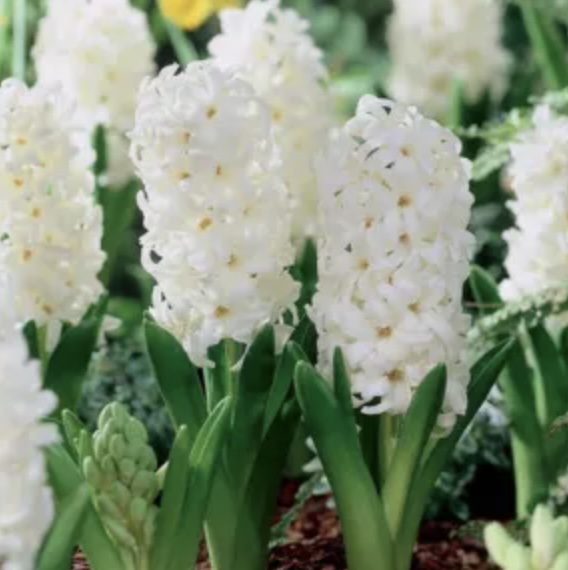 HYACINTH BULBS	