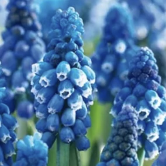 MUSCARI BULBS